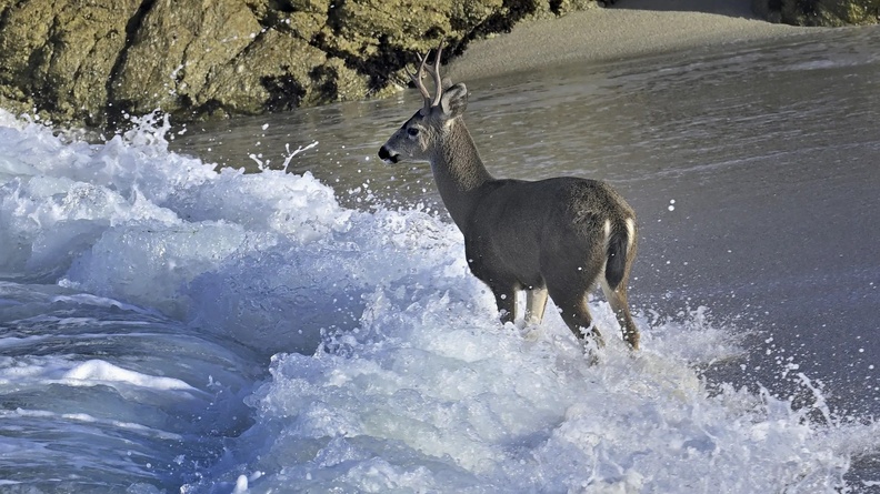 A young buck takes a dip in the Pacific Ocean, California, USA